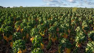 Brussels sprout - credit: Flickr/ ScotGovRural (CC by 2.0)